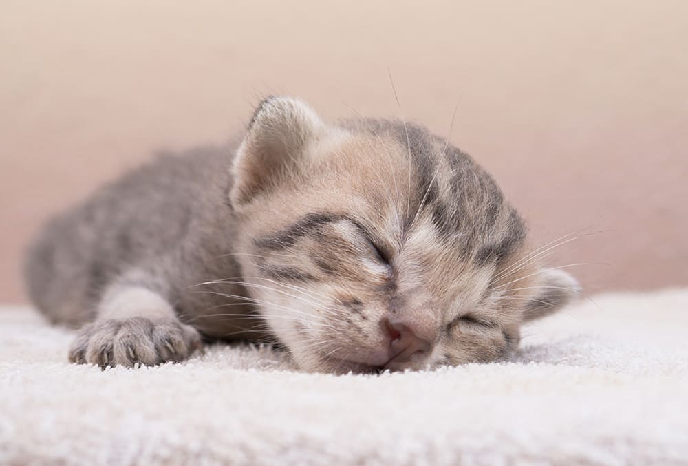 Tiny newborn kitten sleeping