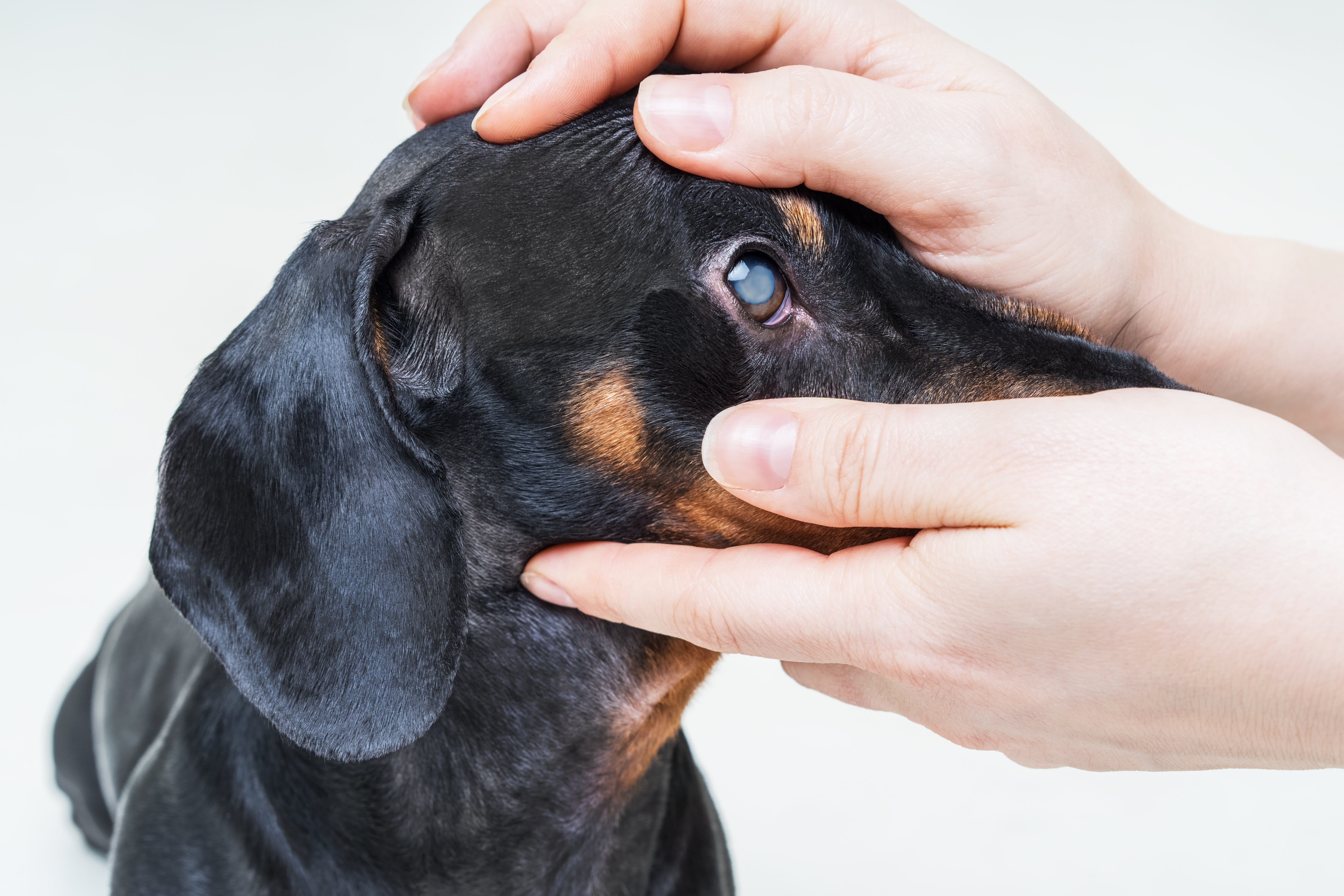 Dog Skin Problems | Memphis vets