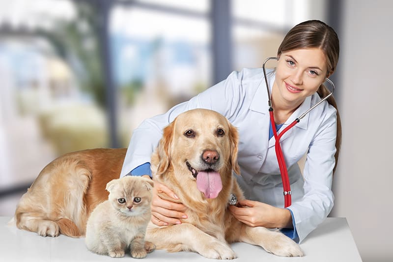 Bringing your dog or cat for a checkup at our Southeast Memphis vet can help to prevent illnesses from becoming more severe.