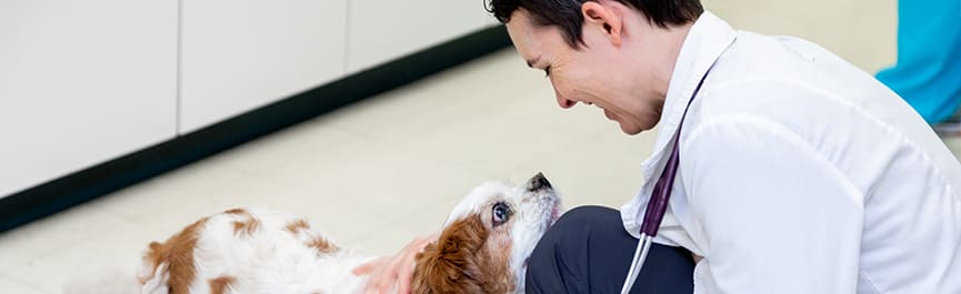 Veterinarian and dog at Southwind Animal Hospital
